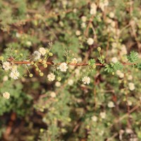 Vachellia planifrons (Wight & Arn.) Ragup., Seigler, Ebinger & Maslin